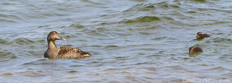 Eider a duvet 8358_wm.jpg - Eider à duvet, Common Eider, Somateria mollissima  (Öland, Suède, juin 2011)